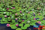 "莫奈花园"又上线!上海伴游旅行今夏第一波睡莲盛放